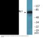 FKHRL1 (Phospho-Ser253) Colorimetric Cell-Based ELISA Kit