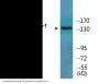 IRS-1 (Phospho-Ser312) Colorimetric Cell-Based ELISA Kit