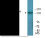IRS-1 (Phospho-Ser636) Colorimetric Cell-Based ELISA Kit