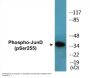 JunD (Phospho-Ser255) Colorimetric Cell-Based ELISA Kit