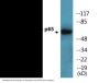 NF-kappaB p65 (Phospho-Ser311) Colorimetric Cell-Based ELISA Kit