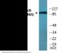 NF-kappaB p100/p52 (Phospho-Ser865) Colorimetric Cell-Based ELISA Kit