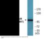 NF-kappaB p105/p50 (Phospho-Ser907) Colorimetric Cell-Based ELISA Kit