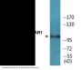 NMDAR1 (Phospho-Ser897) Colorimetric Cell-Based ELISA Kit