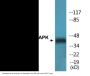 p38 MAPK (Phospho-Thr180) Colorimetric Cell-Based ELISA Kit