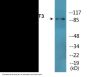 STAT3 (Phospho-Tyr705) Colorimetric Cell-Based ELISA Kit