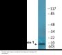 Stathmin 1 (Phospho-Ser37) Colorimetric Cell-Based ELISA Kit