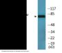 Tau (Phospho-Ser214) Colorimetric Cell-Based ELISA Kit
