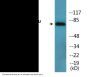 Tau (Phospho-Ser235) Colorimetric Cell-Based ELISA Kit