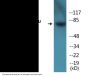 Tau (Phospho-Ser262) Colorimetric Cell-Based ELISA Kit