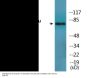 Tau (Phospho-Ser356) Colorimetric Cell-Based ELISA Kit