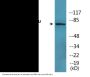 Tau (Phospho-Thr205) Colorimetric Cell-Based ELISA Kit