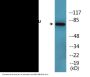 Tau (Phospho-Thr231) Colorimetric Cell-Based ELISA Kit