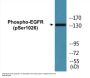 EGFR (Phospho-Ser1026) Colorimetric Cell-Based ELISA Kit