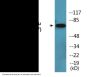 Tau (Phospho-Thr534/217) Colorimetric Cell-Based ELISA Kit