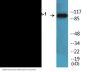 Dynamin-1 (Phospho-Ser778) Colorimetric Cell-Based ELISA Kit