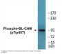 BL-CAM (Phospho-Tyr807) Colorimetric Cell-Based ELISA Kit