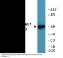 AML1 (Phospho-Ser435) Colorimetric Cell-Based ELISA Kit