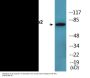 Gab2 (Phospho-Tyr643) Colorimetric Cell-Based ELISA Kit