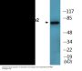 Gab2 (Phospho-Ser623) Colorimetric Cell-Based ELISA Kit