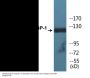 SREBP-1 (Phospho-Ser439) Colorimetric Cell-Based ELISA Kit