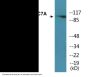 HDAC7A (Phospho-Ser155) Colorimetric Cell-Based ELISA Kit