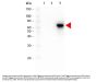 Anti-AKT3 FITC Monoclonal Antibody