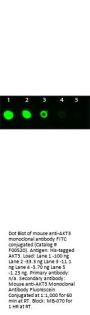 Anti-AKT3 FITC Monoclonal Antibody