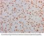 Anti-AKT3 FITC Monoclonal Antibody