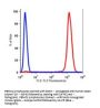 Anti-human CD45 PTPRC Monoclonal Antibody Biotin Conjugated, Flow Validated