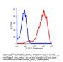 Anti-Human CD71 TFRC Monoclonal Antibody Unconjugated, Flow Validated