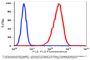 Anti-human CD117 KIT Monoclonal Antibody Biotin Conjugated, Flow Validated