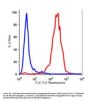 Anti-human CD90 THY1 Monoclonal Antibody Biotin Conjugated, Flow Validated
