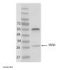 Anti-Human VEGI Monoclonal Antibody APC Conjugated, Flow Validated