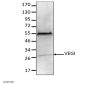 Anti-Human VEGI Monoclonal Antibody Biotin Conjugated, Flow Validated