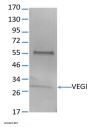 Anti-Human VEGI Monoclonal Antibody, Flow Validated
