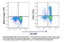 Anti-human CD57 B3GAT1 Monoclonal Antibody FITC Conjugated, Flow Validated