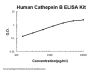 Human Cathepsin B PicoKineÂ® Quick ELISA Kit