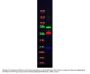 Anti-Alpha-1-Trypsin SERPINA1 Antibody Peroxidase Conjugated