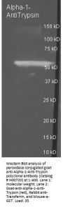 Anti-Alpha-1-Trypsin SERPINA1 Antibody Peroxidase Conjugated