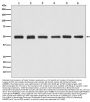 Anti-beta Tubulin Rabbit Monoclonal Antibody, HRP Conjugated