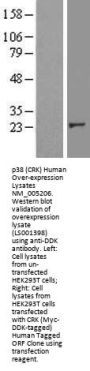 p38 (CRK) (NM_005206) Human Over-expression Lysate