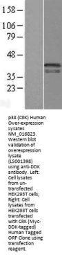 p38 (CRK) (NM_005206) Human Over-expression Lysate