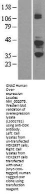 GNAZ (NM_002073) Human Over-expression Lysate