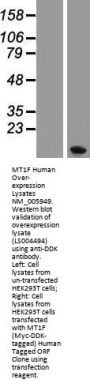 MT1F (NM_005949) Human Over-expression Lysate