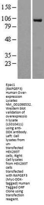 Epac1 (RAPGEF3) (NM_006105) Human Over-expression Lysate