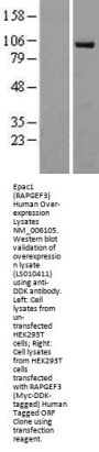 Epac1 (RAPGEF3) (NM_006105) Human Over-expression Lysate