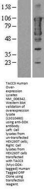 TACC3 (NM_006342) Human Over-expression Lysate