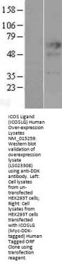 ICOS Ligand (ICOSLG) (NM_015259) Human Over-expression Lysate