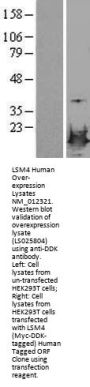 LSM4 (NM_012321) Human Over-expression Lysate